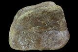 Hadrosaur Foot Bone - Alberta (Disposition #-) #100523-1